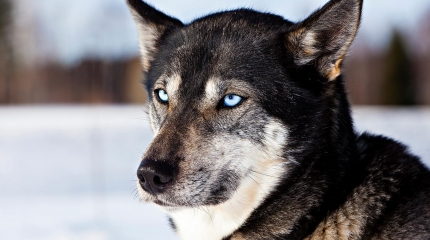 Husky